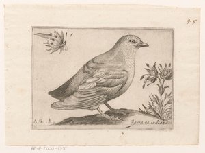 Vogel Passra Indiana (título sobre objeto) Vogels (título de la serie) de Monogrammist AG