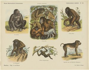 Animales a cuatro manos (título en el objeto)
Nuevos grabados infantiles holandeses (título de la serie en el objeto)
Grabados de Funke (título de la serie en el objeto) de Monogrammist A.K.