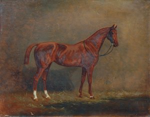 retrato, de, un, equitación, caballo