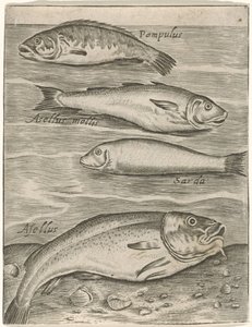 Studieblad conoció a vier vissen Iconos vivos de peces (título de la serie) de Monogrammist P+P