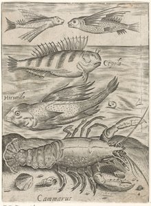 Hoja de estudio con cuatro peces y una langosta
Piscium vivae icones (título de la serie) de Monogrammist P+P