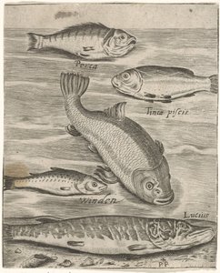 Studieblad conoció a vijf vissen Iconos vivos de peces (título de la serie) de Monogrammist P+P