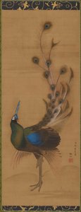 Pavo real