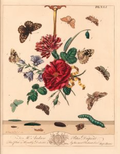 Polilla de tonos angulares, Phlogophora meticulosa, punta de gancho de roble, Watsonalla binaria, polilla Madre Shipton, Callistege mi, mariposa de madera moteada, Pararge aegeria, punta de gancho barrada, Watsonalla cultraria, marca china marrón, Elophila de Moses Harris