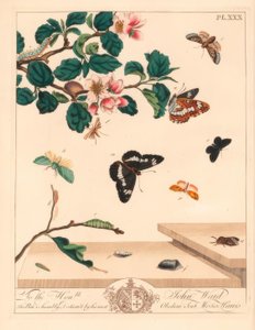 Polilla de ocho figuras, Diloba caeruleocephala, almirante blanco, Limenitis arthemis, barrendero de chimenea, Odezia atrata, polilla de arcos rojos, Callimorpha miniata, polilla de plumas marrón, Pterophorus pterodactylus, líneas plateadas escasas, Bena b de Moses Harris