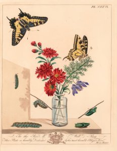 Mariposa cola de golondrina, Papilio machaon. Litografía coloreada a mano después de una ilustración de Moses Harris