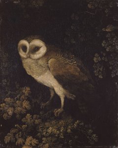 Un búho, 1780-1790 de Moses Haughton
