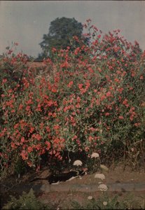 Gato y guisantes dulces, ca. 1907 de Moss