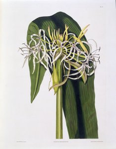 Crinum Declinatum, lámina 43 de 