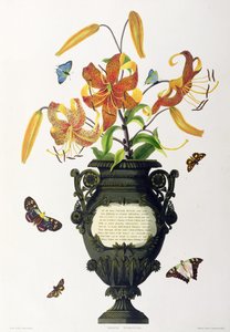Lilium tigrinum (Lirio Tigre), de 