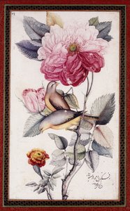 Gul-o Bulbul, c. 1849-50 (acuarela sobre papel)