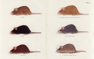 Ratones (litografía en color)