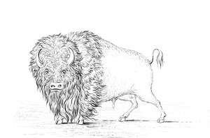 Búfalo, 1841 de Myers and Co