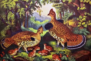 La Familia Feliz, Urogallo y Jóvenes de N. and Ives, J.M. Currier