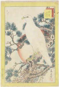 No. 1, Halcón blanco y pino de cinco agujas, 1859 de Nakayama Sugakudo