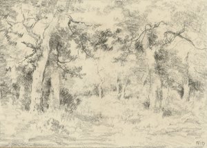 Escena de bosque en verano