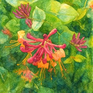 Coloridas flores de madreselva de Natalie Bruns