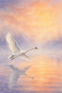 El majestuoso reflejo del cisne de Natalie Bruns