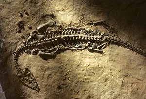 Fotografía de un fósil de vertebrado marino del periodo Triásico de un Pachypleurosaurus