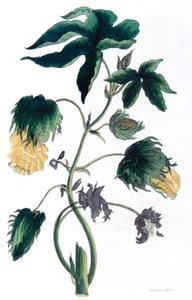 Gossypium - planta de algodón, 1823
