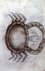 Sloane 3983 f.14v, Un cangrejo, signo zodiacal de Cáncer de Netherlandish School