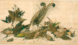 sin título (Aves de caza australianas) de Neville Henry Cayley