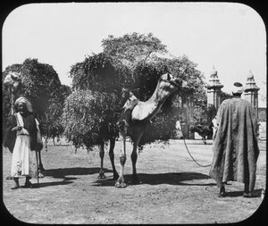 Camellos transportando forraje, Egipto, c1890 de Newton and Co