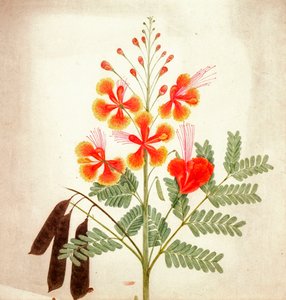 Estudio floral, c.1840 (acuarela) de Nicholas Tomlinson