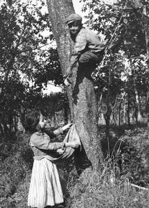 Un niño subido a un árbol frutal recoge fruta para una niña, Molise