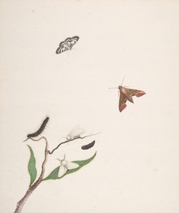 Una oruga y dos polillas en una rama y dos mariposas, principios-mediados del siglo XVIII de Nicolaas Struyk