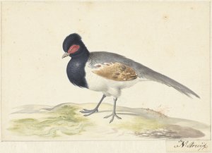 Pájaro con plumas grises en la cola, cabeza negra con mancha roja, a la izquierda de Nicolaas Struyk