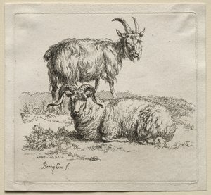 Animalia: Carnero y cabra