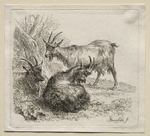 Animalia: Tres Cabras de Nicolaes Berchem