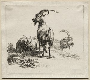 Animalia: Tres cabras de Nicolaes Berchem