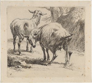 Dos ovejas, una orinando de Nicolaes Berchem