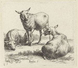 Secar las ovejas Schapen (título de la serie) Animales dibujados a la vida e impresos con agua para un aire fuerte por Studio and Art of Nicolai Berchem (título de la serie) de Nicolaes Pietersz Berchem