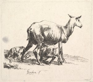 Oveja con cordero amamantando de Nicolaes Pietersz. Berchem