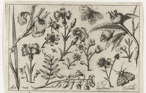 flores y mariposas Pájaros, flores, insectos, etc. (título de la serie) de Nicolaes de Bruyn (possibly)