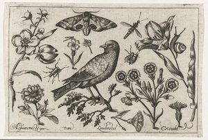 Flores, insectos, ojo de pavo real nocturno y un cuervo. Pájaros, flores, insectos, etc. (título de la serie) de Nicolaes de Bruyn (possibly)