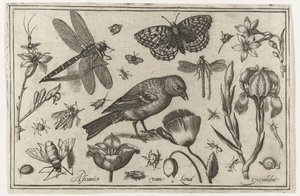 Flores, libélula y pájaro. Pájaros, flores, insectos, etc. (título de la serie)