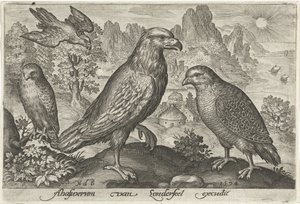 Águila y otras aves rapaces Pájaros e insectos (título de la serie)