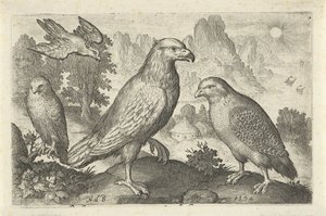 Águila y otras aves rapaces Pájaros e insectos (título de la serie) de Nicolaes de Bruyn