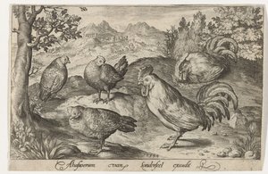Tres gallinas y dos gallos
Aves e insectos (título de la serie) de Nicolaes de Bruyn