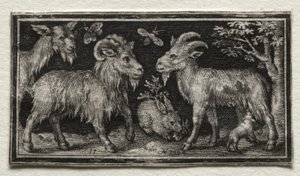 Cabras y liebre