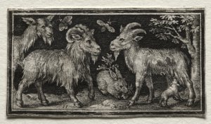Cabras y Liebre, 1594