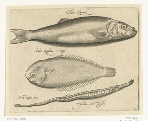 Arenque, lenguado y pez pipa Libelivs miscelánea Genera piscium complectens (título de la serie) Peces de agua dulce, peces marinos, ranas, crustáceos y criaturas marinas (título de la serie) de Nicolaes de Bruyn
