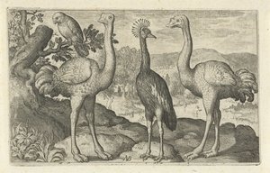 Grulla coronada entre dos avestruces Pájaros e insectos (título de la serie) de Nicolaes de Bruyn