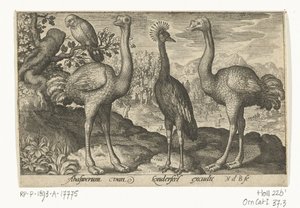 Grulla coronada entre dos avestruces Pájaros e insectos (título de la serie) de Nicolaes de Bruyn