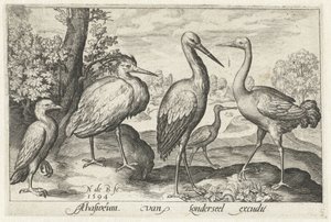 Cigüeña, grulla, garza y ​​espátula Pájaros e insectos (título de la serie)