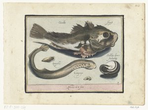 Casa de poones, pinchazos y caracoles Libelivs miscelánea Genera piscium complectens (título de la serie) Peces de agua dulce, peces marinos, ranas, crustáceos y criaturas marinas (título de la serie) de Nicolaes de Bruyn